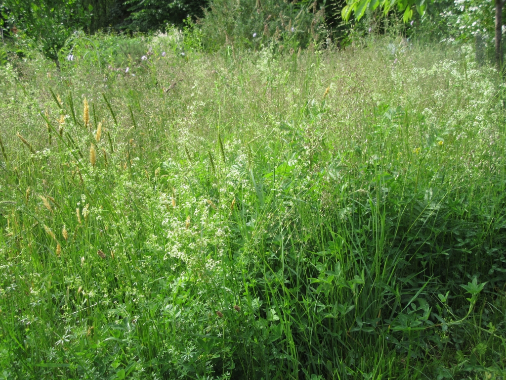 2022_06_06 IMG_0955 Goldbek-Aue Wiesengrund