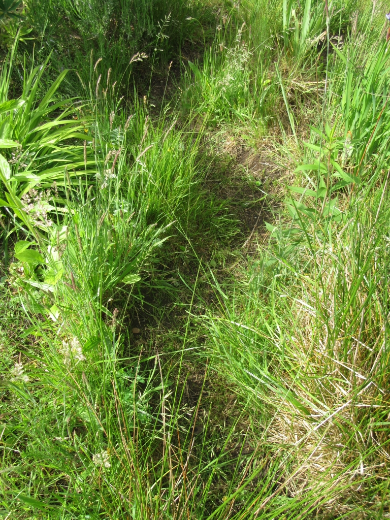 2022_06_06 IMG_0968 Goldbek-Aue Bachlauf