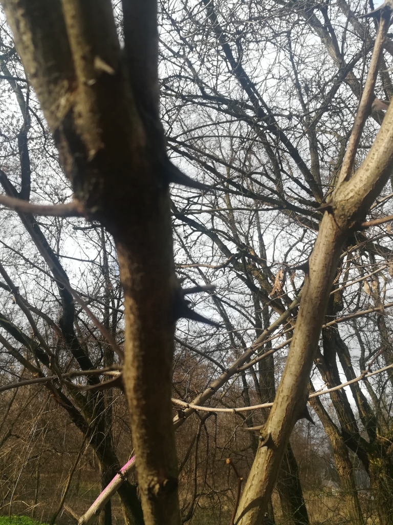 2023_02_02 110957 Berlin, Park am Gleisdreieck