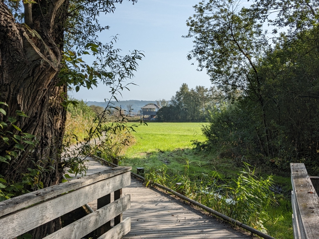 PXL_20231001_082053170a Dießen Holzsteg zum Ausssichtsturm am Ammersee